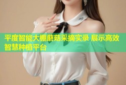平度智能大棚蘑菇采摘实录 展示高效智慧种植平台